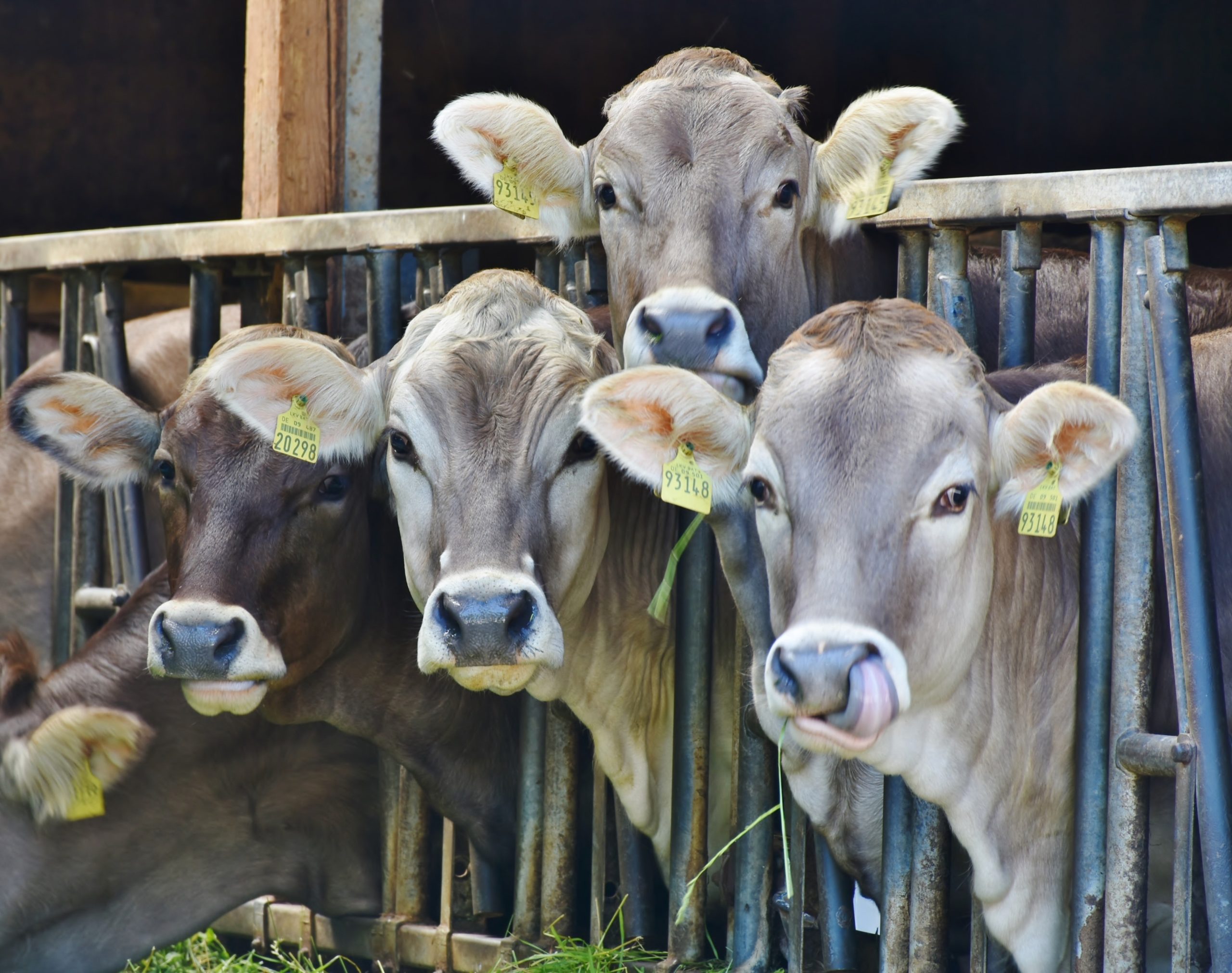 A group of healthy and alert Jersey cattle staring attentively at the viewer while in a head gates eating bright green fodder.
