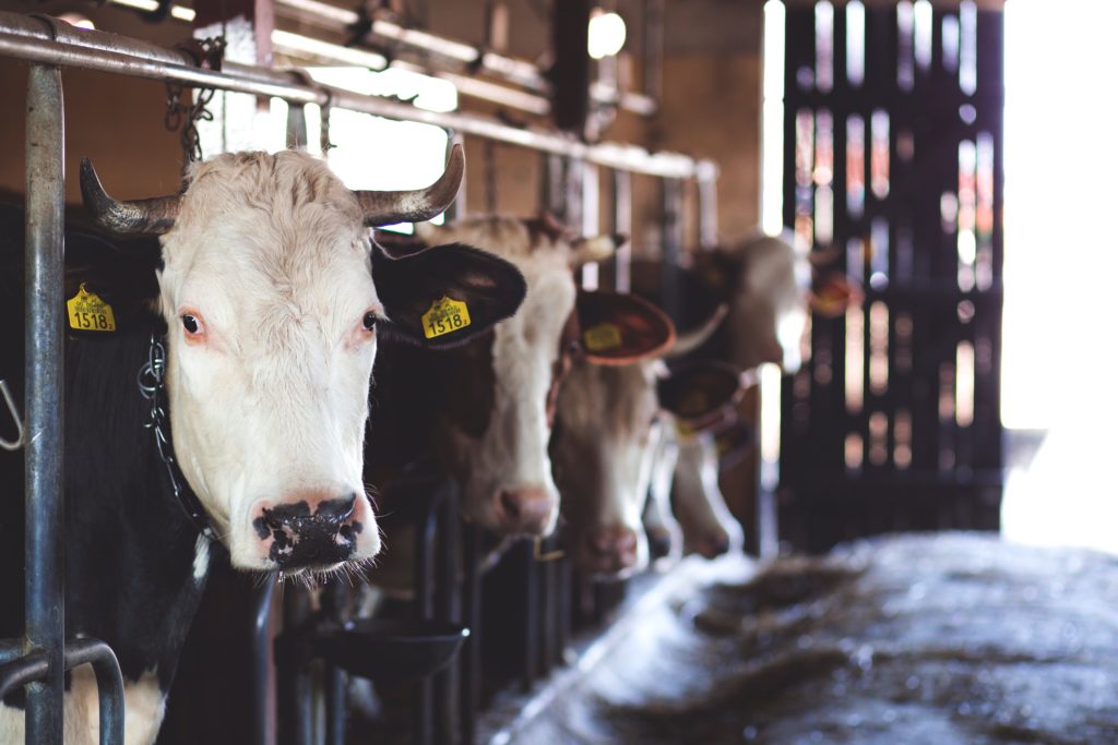 Healthy and relaxed bald faced beef cattle standing in headstocks in a barn.