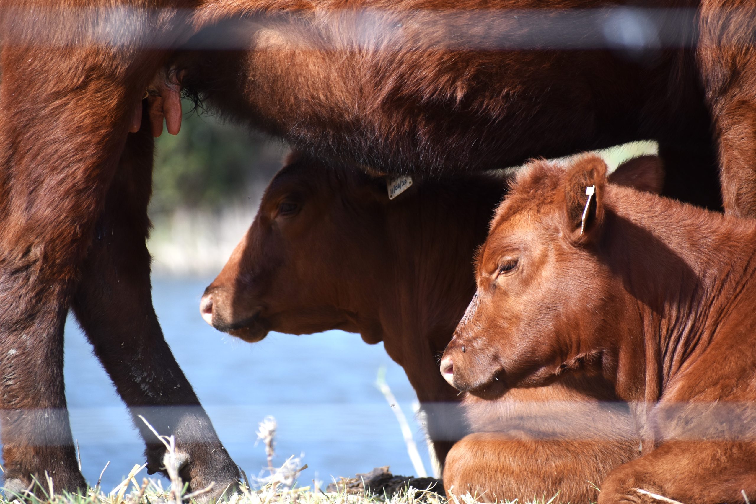 Two red Angus calves resting in the sun close to their dam.