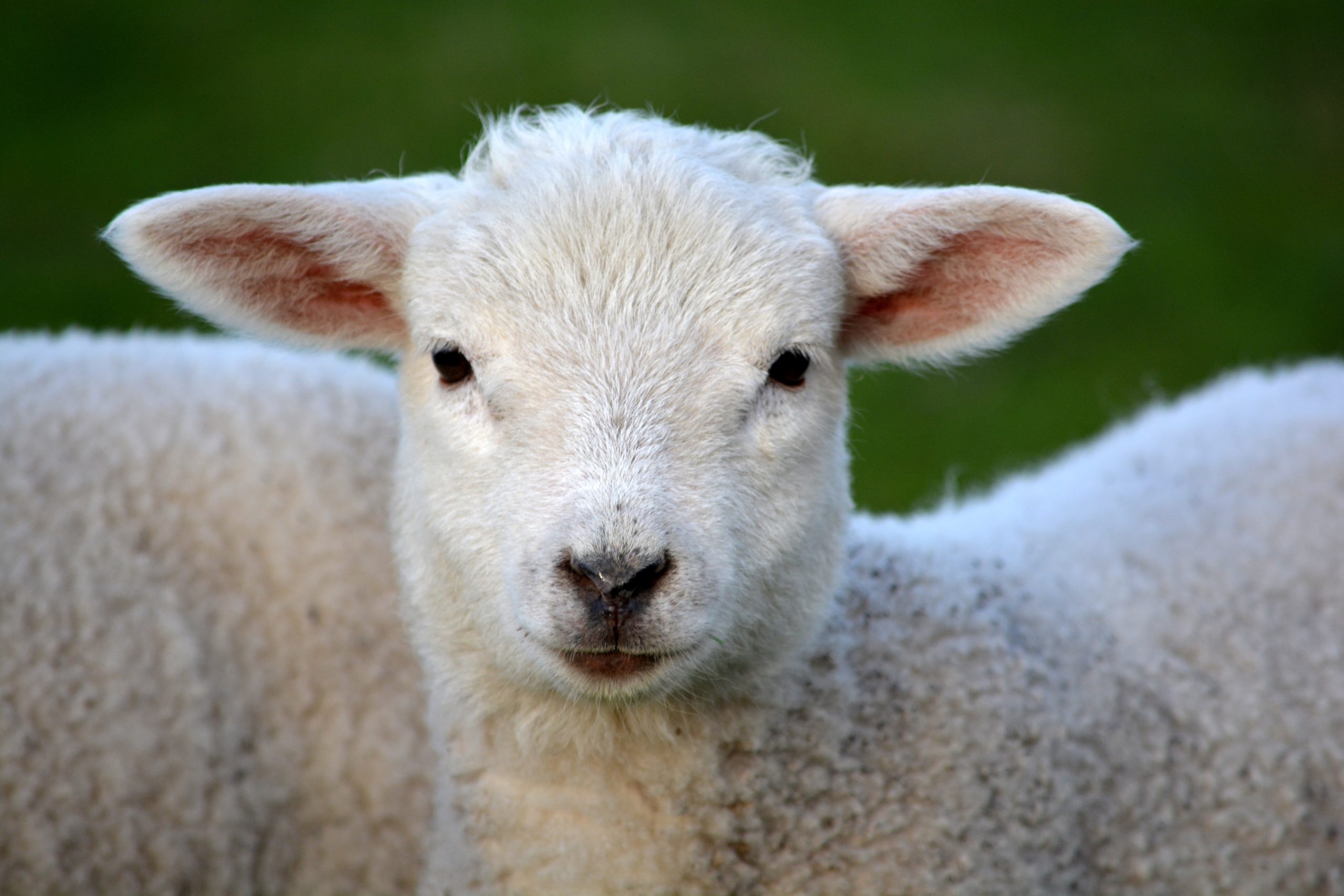 An alert white lamb facing the photographer.