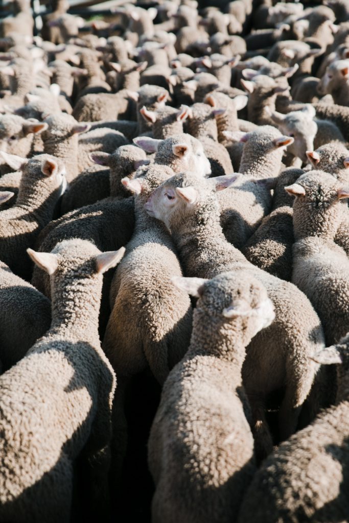 Overhead picture of a tightly packed herd of wool sheep.