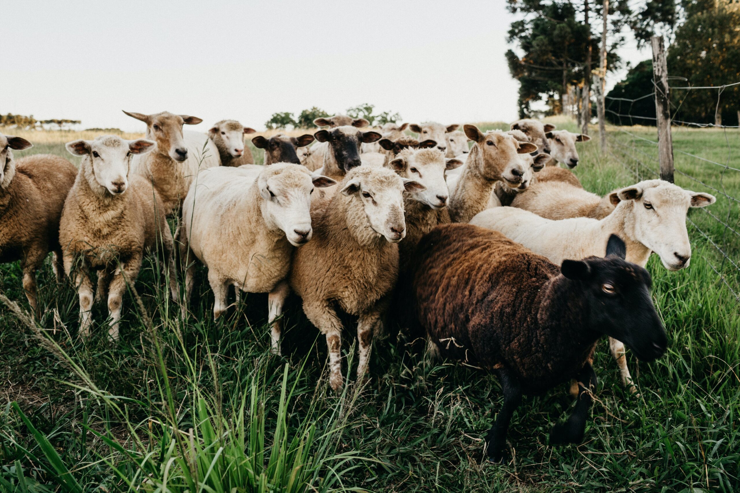 Herd of healthy wool sheep in a green pasture.