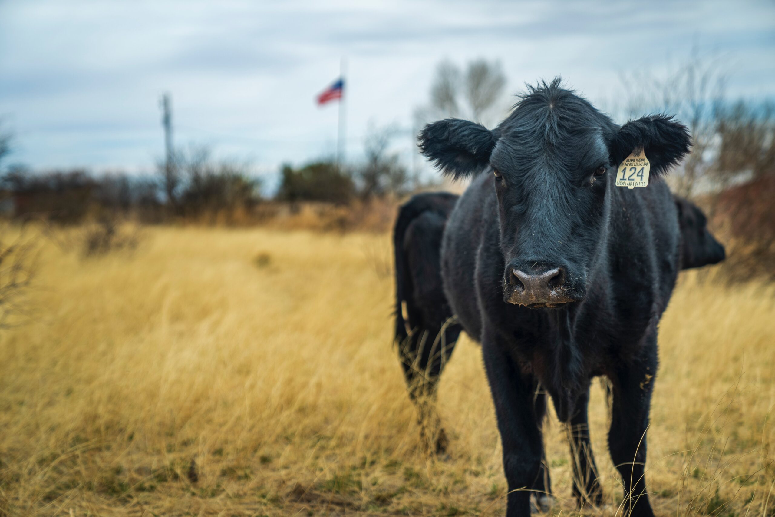 Two black Angus cows standing in a winter field with an American flag in the distance.