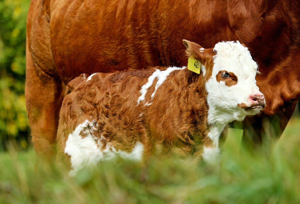 Red and white faces Hereford calf next to its dam.